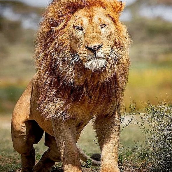This enormous and majestic male lion.
