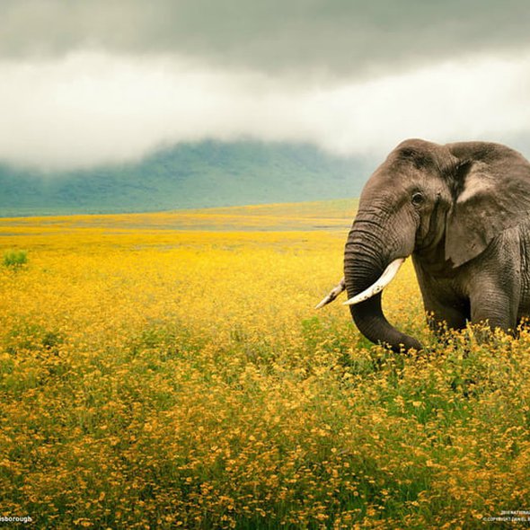 Elephant in flower field