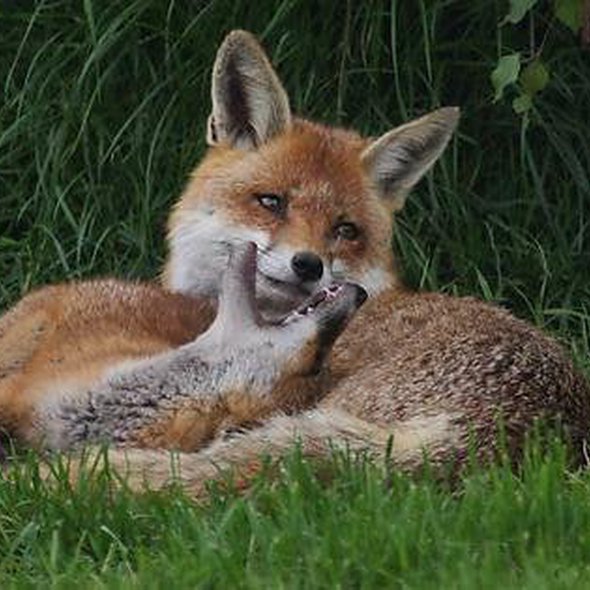 Buff fox deep in thought.