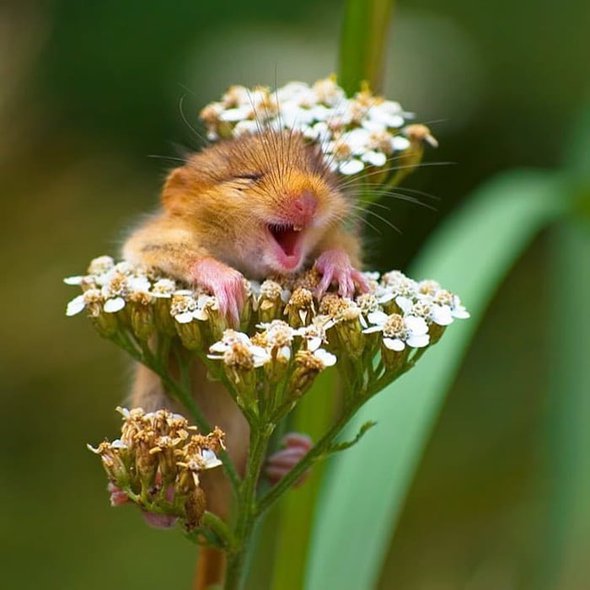 We can't help but smile at this adorable image of a laughing dormouse by wildlife photographer Andrea Zampatti.