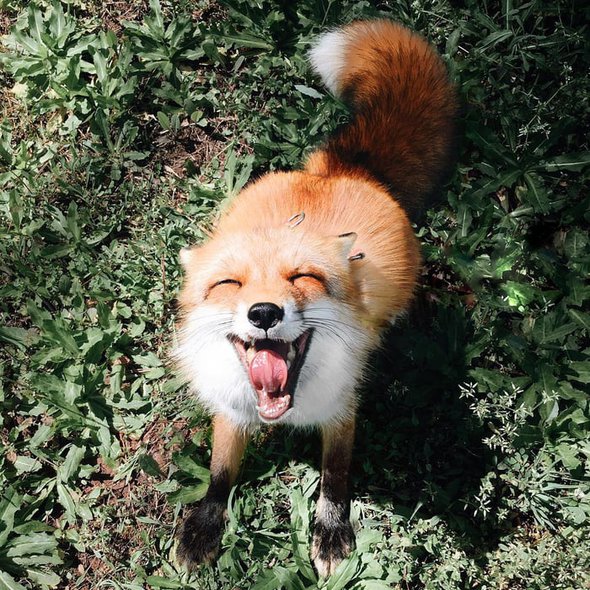 Here is another happy fox pic. That is all.