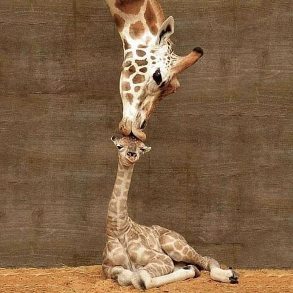 Giraffe Mother's Kissing