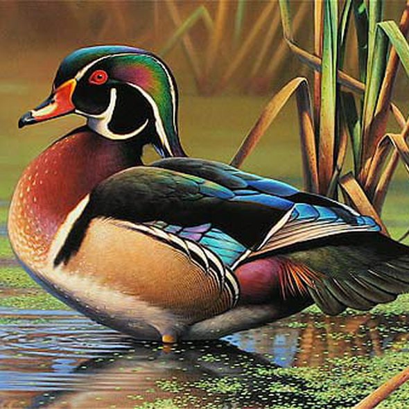 I see your Mandarin Duck, and raise you a North American Wood Duck. (Source: Daniel Boone Conservation League)