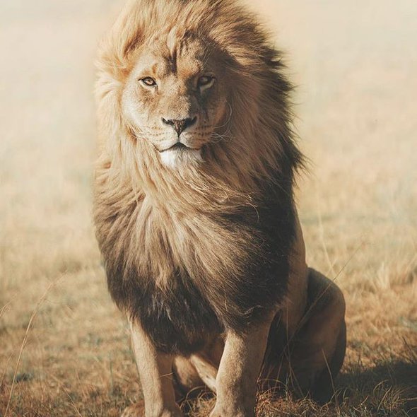 The mane on this lion.