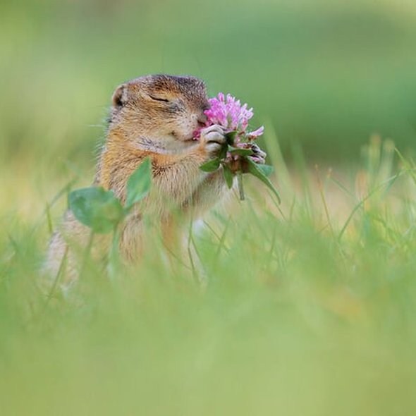 Mmm... This flower smells so good.