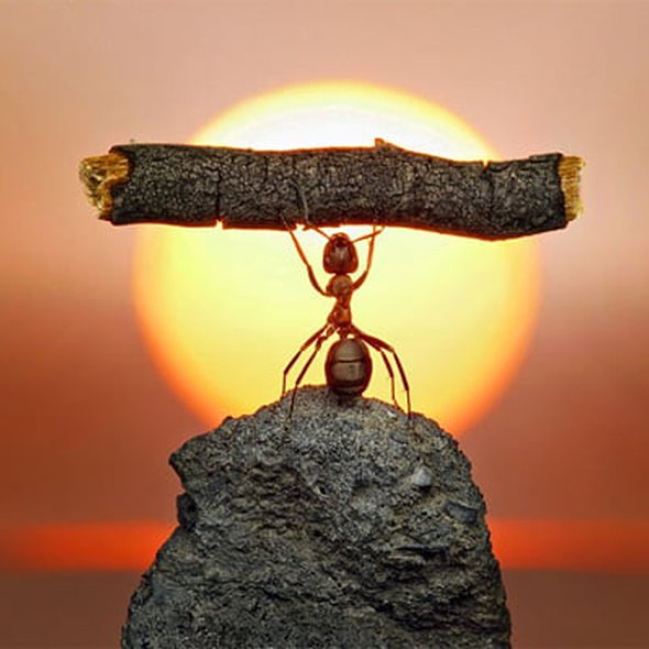 Russian photographer Andrey Pavlov takes the most mind-blowing macro photographs of ants