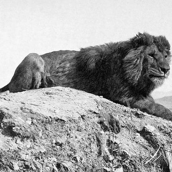 Photograph of the last wild Barbary Lion, Algeria, 1893.