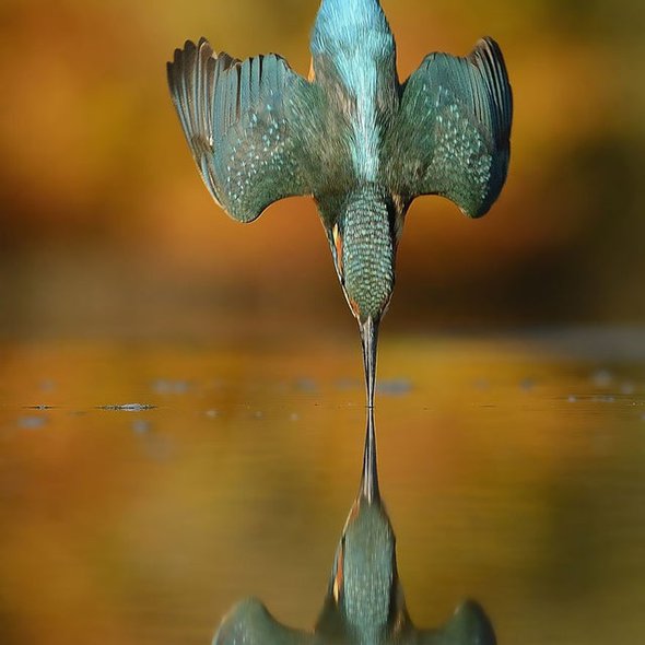 6 years, 720,000 attempts, Alan Mcfadyen's perfect kingfisher dive photo