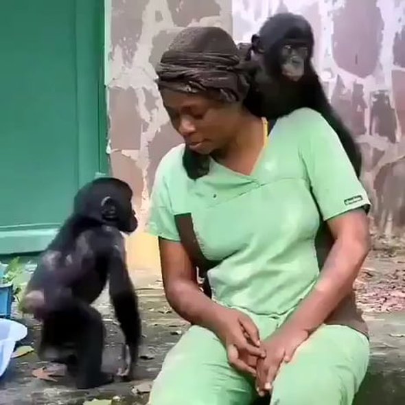 These baby bonobos were rescued, all they wanted was a mom ❤