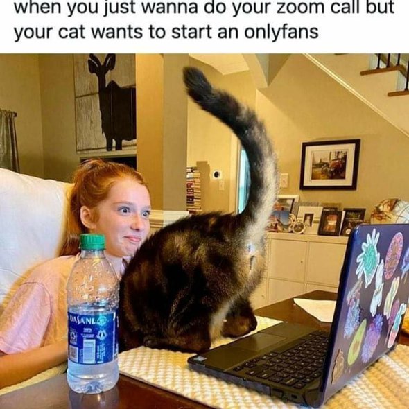 Cat owners can relate