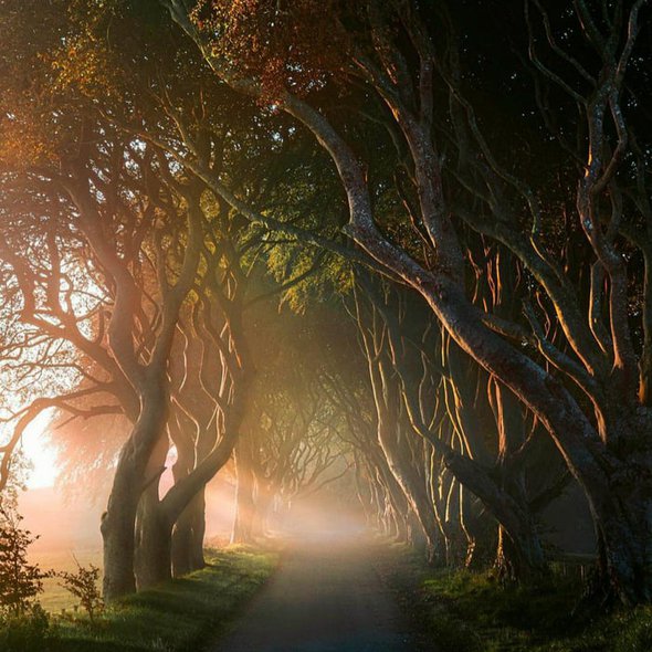 Sun rays splitting the trees at the Dark Hedges, an avenue of beech trees leading to the 18th century Gracehill House, County Antrim, Northern Ireland.