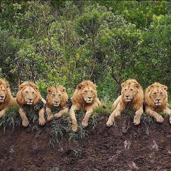 The Mapogo Alliance. This was a coalition of six ruthless lions that dominated the Sabi Sand Game Reserve.