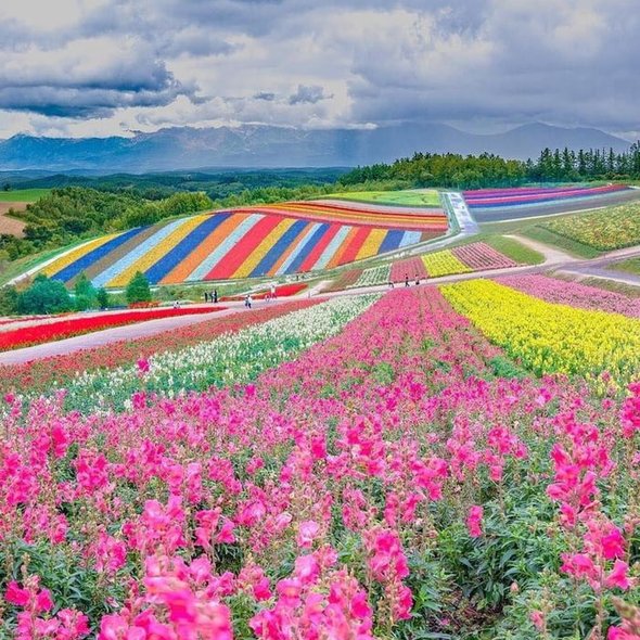 Furano - Japan. This town is known for its stunning flower fields