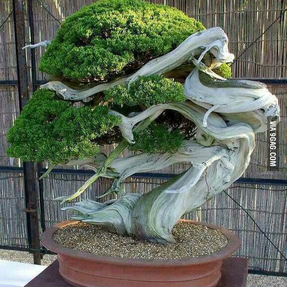 I have been growing these since 12 and this is my first bonsai. Thought you guys might like.