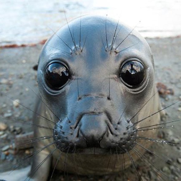 This seal and his huge eyes.