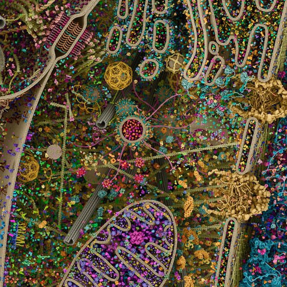 The most detailed image ever of a human cell