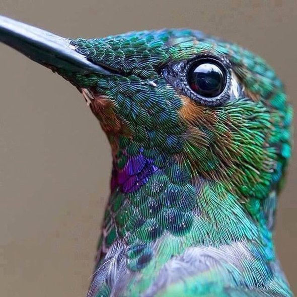 Hummingbird; credit Joel Farkas