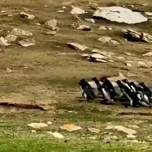 Two groups of penguins pass each other, stopping briefly to exchange information.