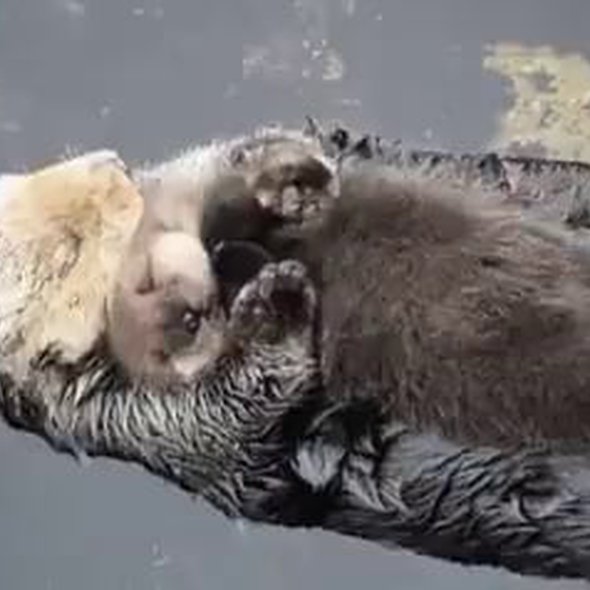Baby sea otter and his mom trying to sleep