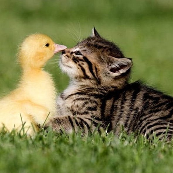A kitten making friends with a chick