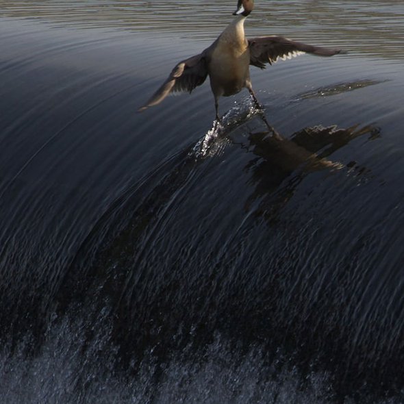 A surfing duck