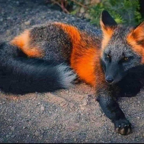 A picture of the rarest animal on the planet (The Firefox). Just incredible!
