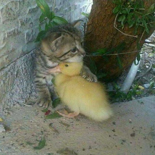 Pussy love ducky