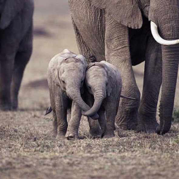 Two baby elephants holding trunks (credits to shahrogersphotography)