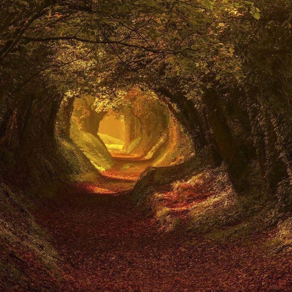 The Halnaker Tree Tunnel in Sussex, England
