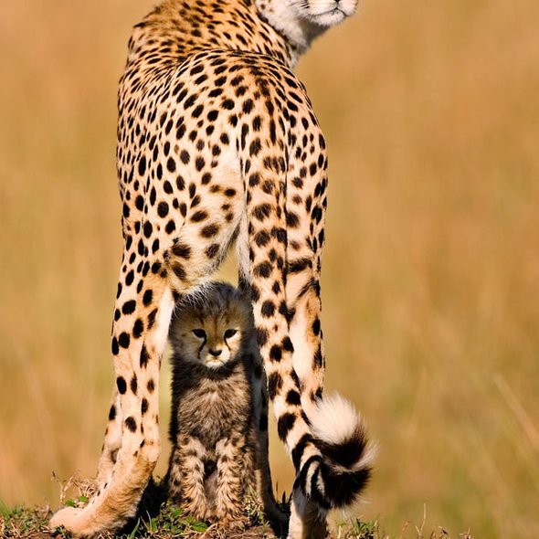 A cheetah mother shades her son from the scorching sun. Photo by Piper Mackay.