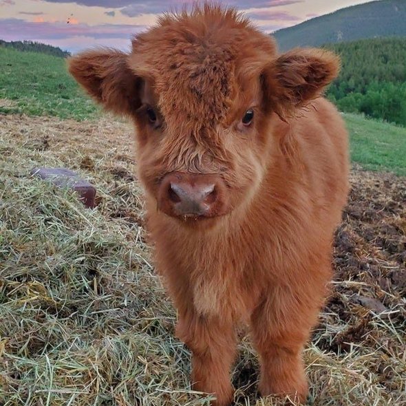 What do you think of this fluffy cow? Isn't she the most beautiful in the world?