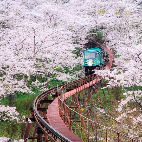 A ride through the cherry blossoms in Fukushima, Japan